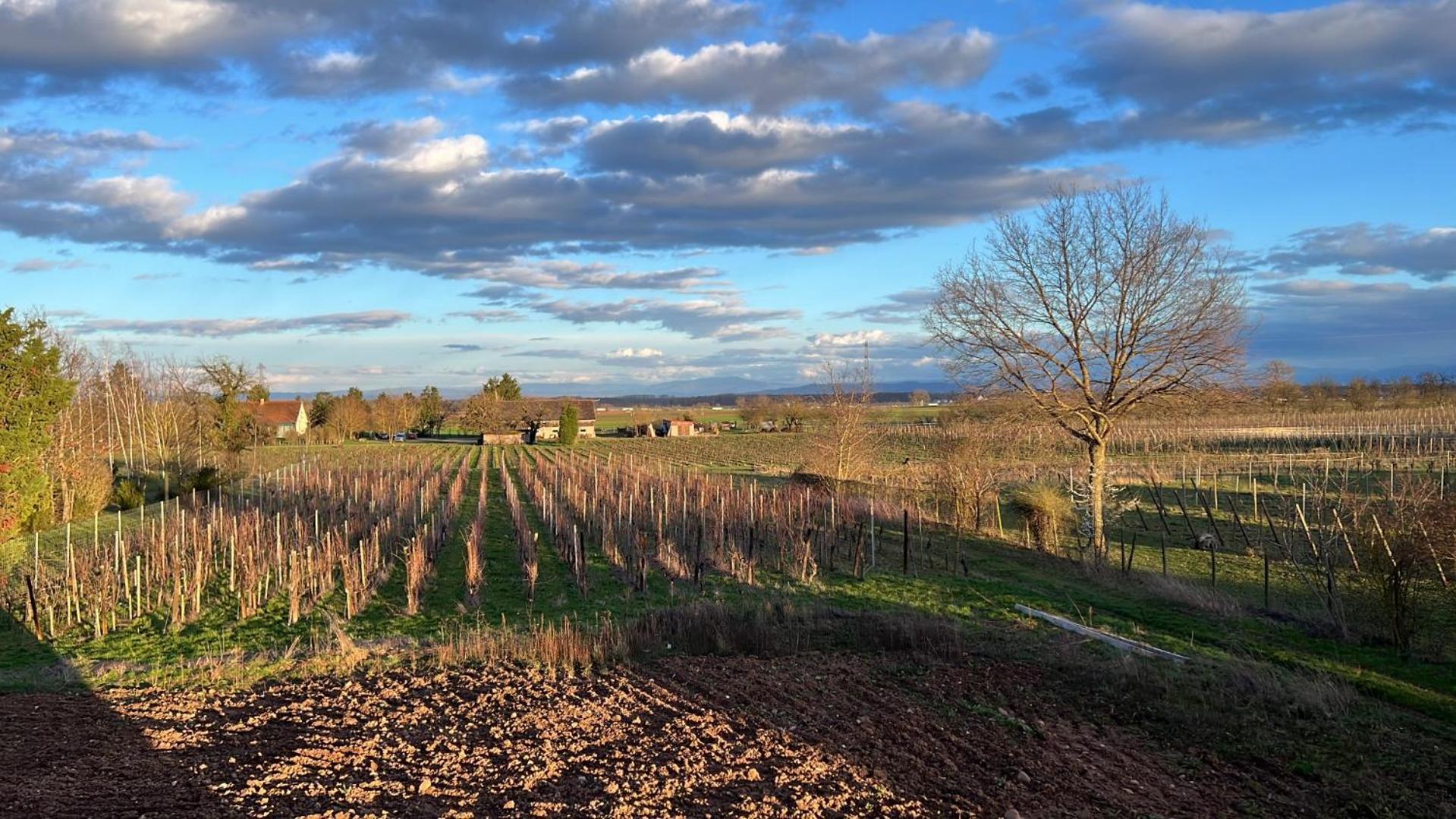 Oasis Tout Confort A Bergheim, Alsace Экстерьер фото