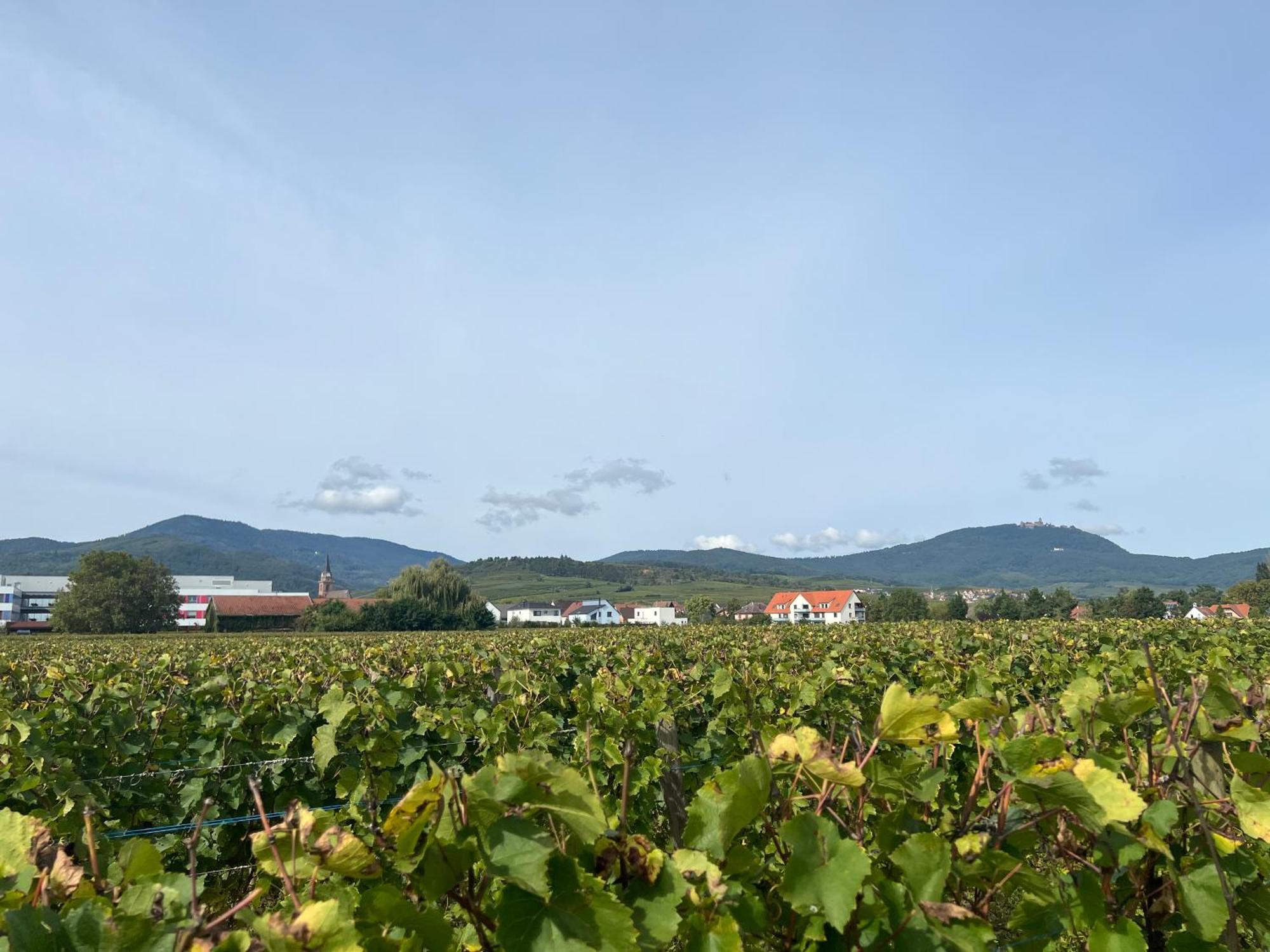 Oasis Tout Confort A Bergheim, Alsace Экстерьер фото